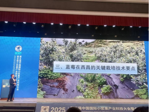 西昌学院农业科学学院董畅博士在2025年第五届中国国际小浆果产业科技大会上做报告720