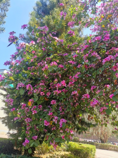 《食光里的繁花》+杨红梅