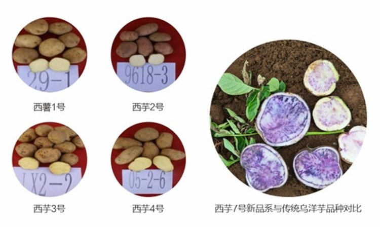 马铃薯新品种 马铃薯新品种